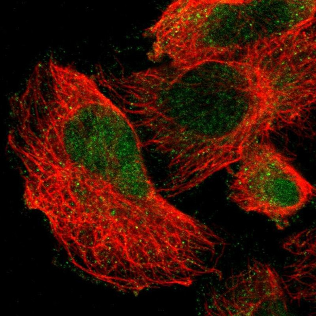 cIAP2 Antibody in Immunocytochemistry (ICC/IF)