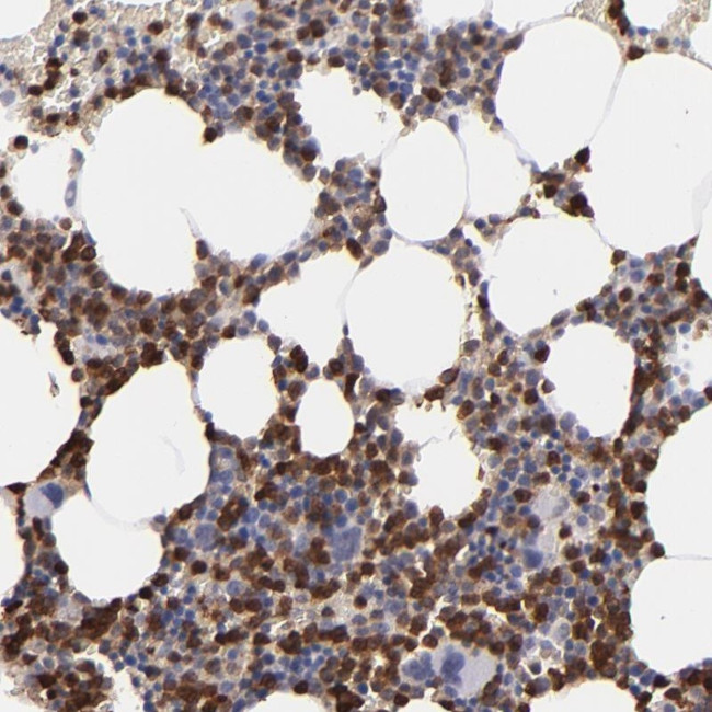 NCF2 Antibody in Immunohistochemistry (Paraffin) (IHC (P))