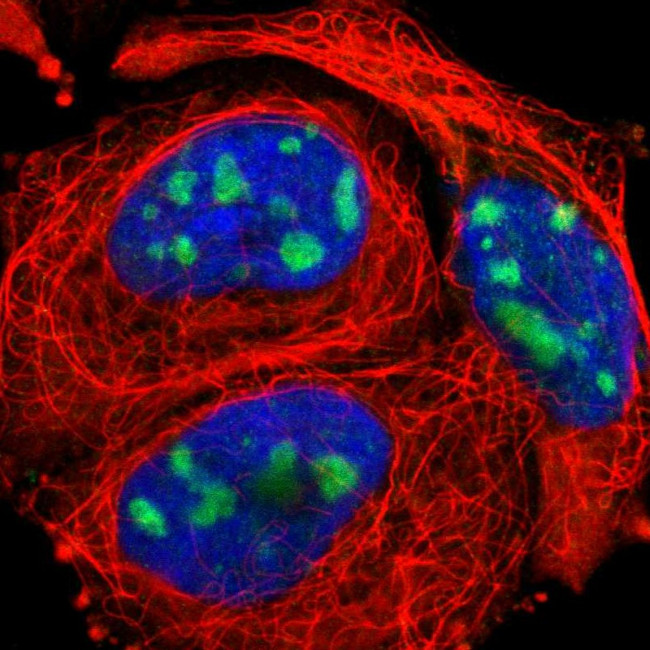 KIAA0020 Antibody in Immunocytochemistry (ICC/IF)