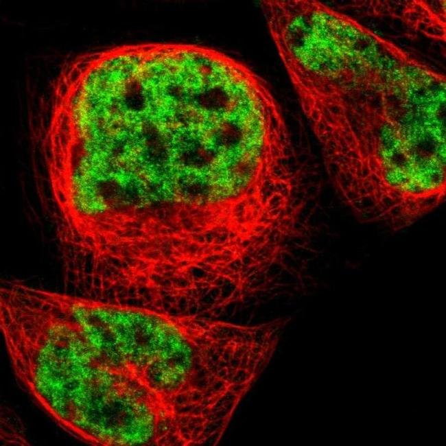 ERH Antibody in Immunocytochemistry (ICC/IF)