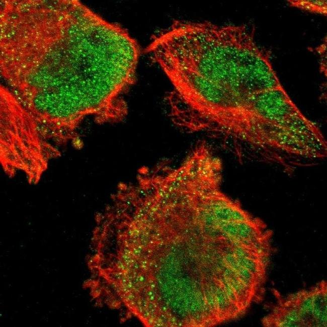 FBXO8 Antibody in Immunocytochemistry (ICC/IF)