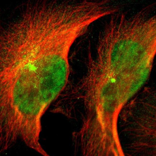 NDRG2 Antibody in Immunocytochemistry (ICC/IF)