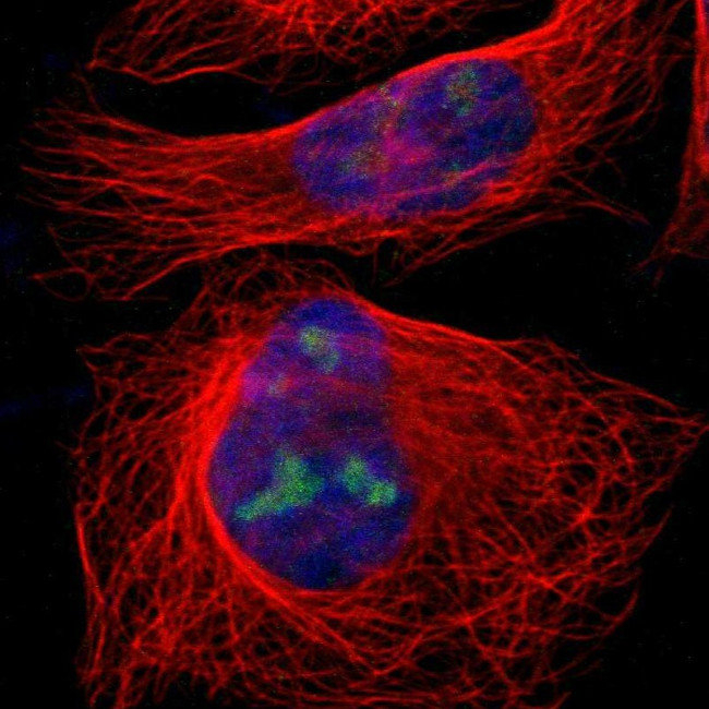 eIF3l Antibody in Immunocytochemistry (ICC/IF)