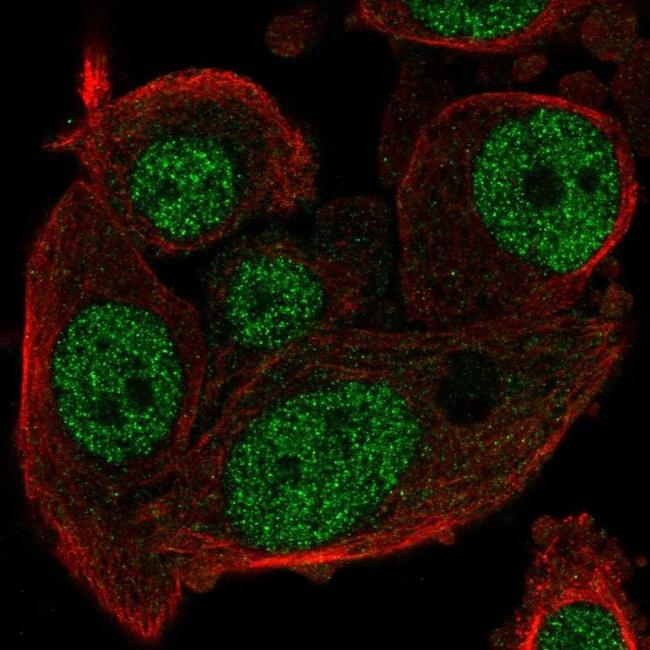 MDP1 Antibody in Immunocytochemistry (ICC/IF)