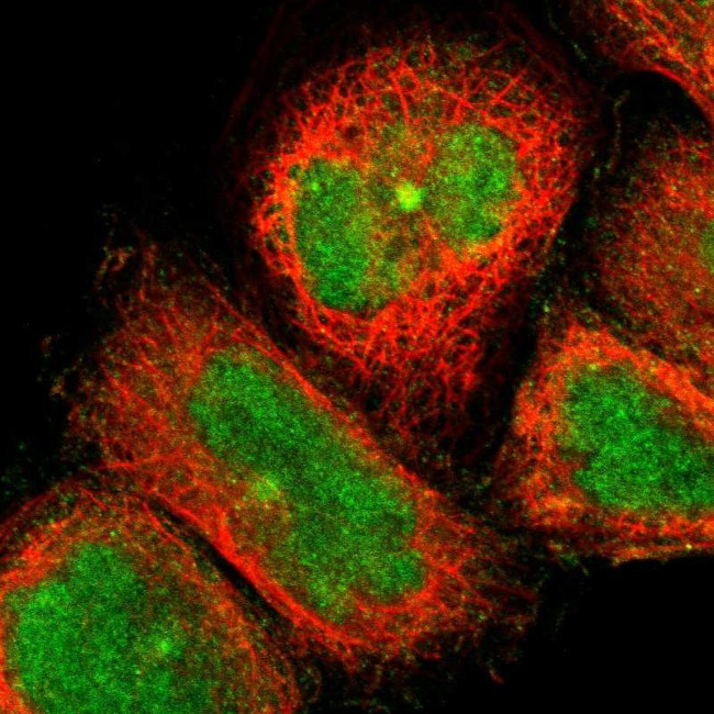 CCDC176 Antibody in Immunocytochemistry (ICC/IF)