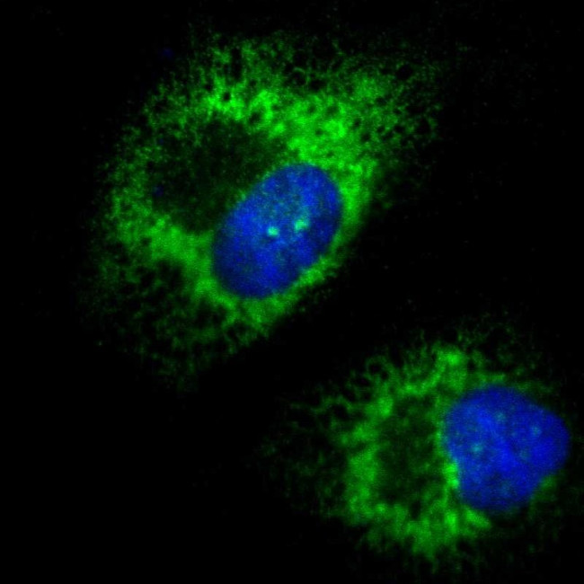 KTN1 Antibody in Immunocytochemistry (ICC/IF)