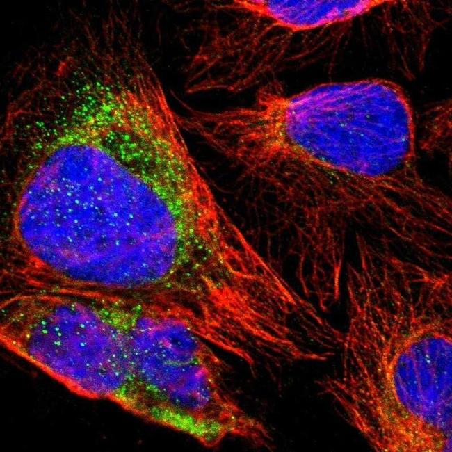 ZNF550 Antibody in Immunocytochemistry (ICC/IF)