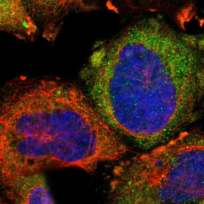 Optineurin Antibody in Immunocytochemistry (ICC/IF)