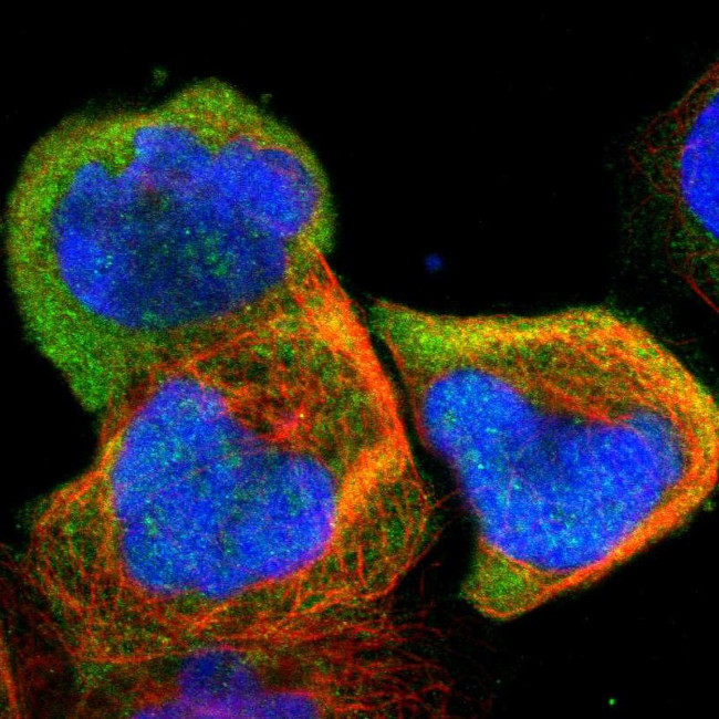 UBE2L6 Antibody in Immunocytochemistry (ICC/IF)