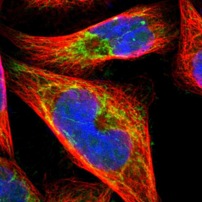 OXA1L Antibody in Immunocytochemistry (ICC/IF)