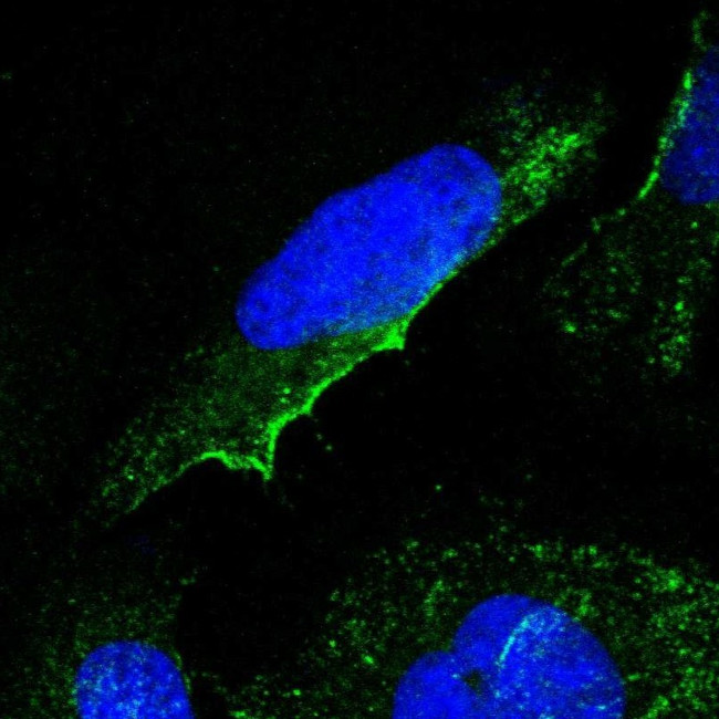 GNG2 Antibody in Immunocytochemistry (ICC/IF)