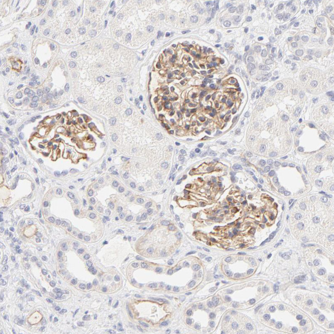 NPNT Antibody in Immunohistochemistry (Paraffin) (IHC (P))