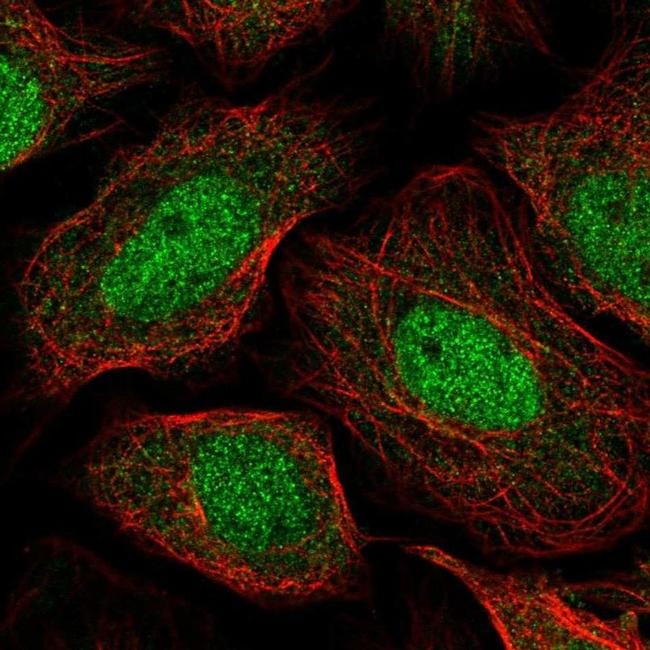 PAXBP1 Antibody in Immunocytochemistry (ICC/IF)