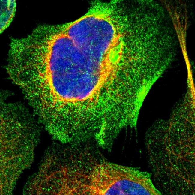 LAX1 Antibody in Immunocytochemistry (ICC/IF)