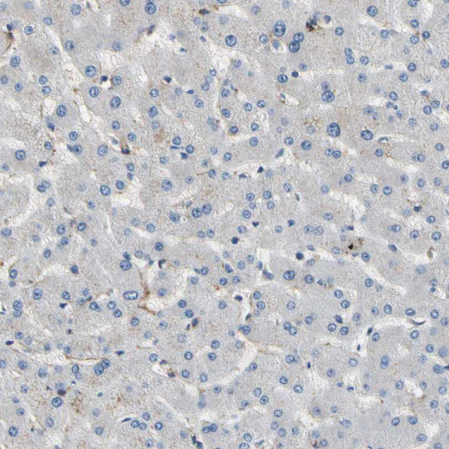 SUSD2 Antibody in Immunohistochemistry (Paraffin) (IHC (P))