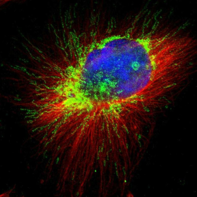 AFG3L2 Antibody in Immunocytochemistry (ICC/IF)