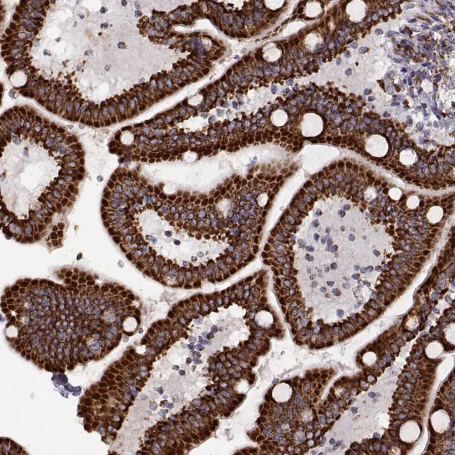 Arylsulfatase D Antibody in Immunohistochemistry (Paraffin) (IHC (P))