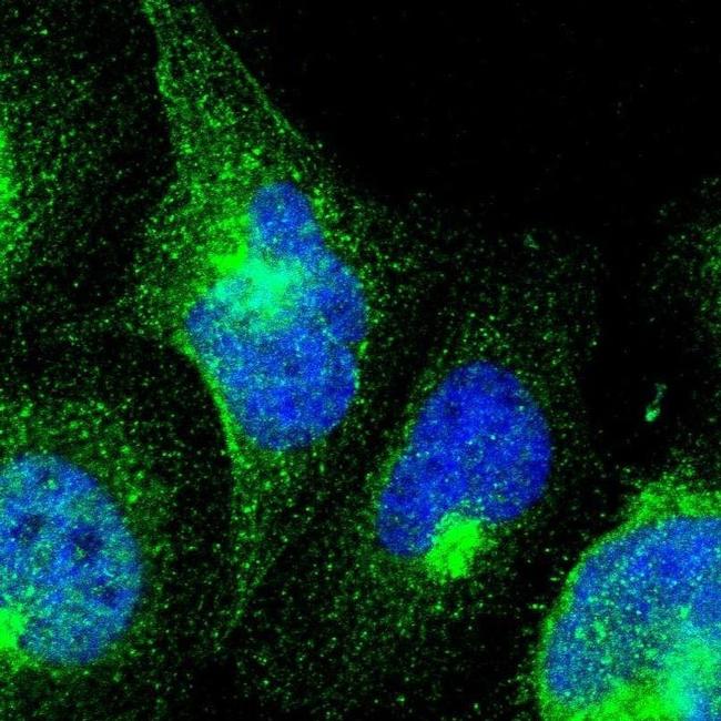 DRIL1 Antibody in Immunocytochemistry (ICC/IF)