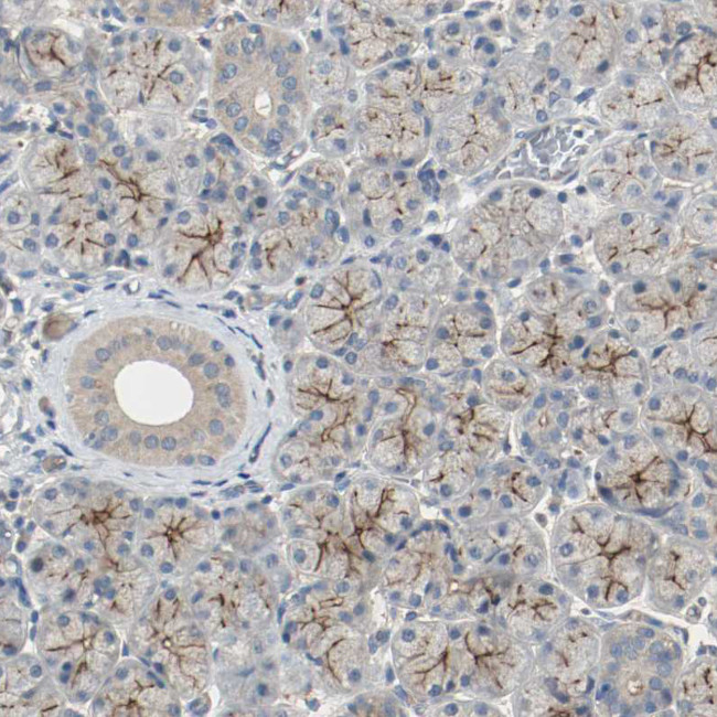 MFI2 Antibody in Immunohistochemistry (Paraffin) (IHC (P))