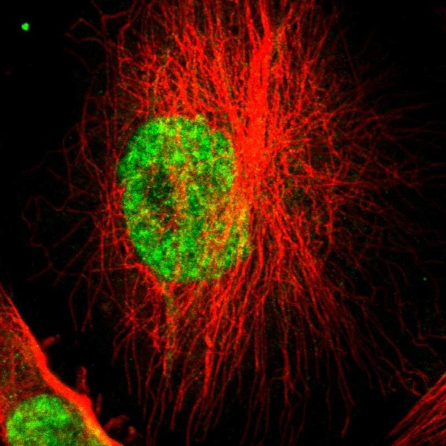 SUGP1 Antibody in Immunocytochemistry (ICC/IF)