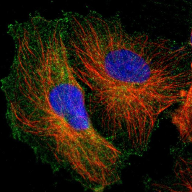 FMNL2 Antibody in Immunocytochemistry (ICC/IF)