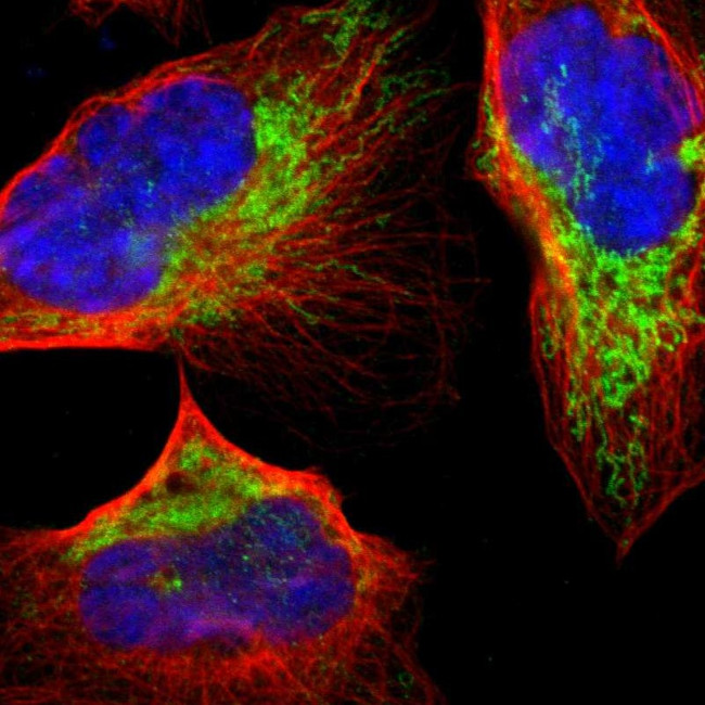 CECR5 Antibody in Immunocytochemistry (ICC/IF)