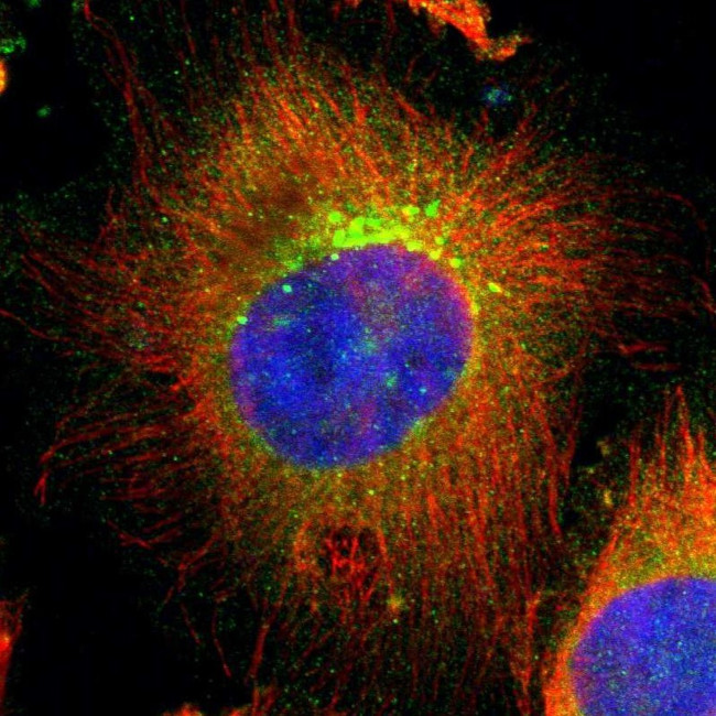 UBAC1 Antibody in Immunocytochemistry (ICC/IF)