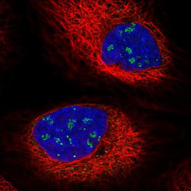 BCAM Antibody in Immunocytochemistry (ICC/IF)