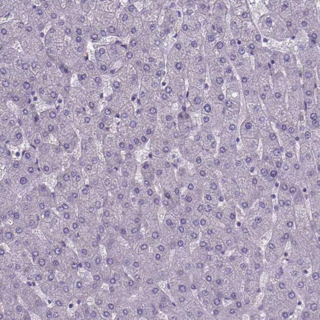 FOXJ1 Antibody in Immunohistochemistry (Paraffin) (IHC (P))