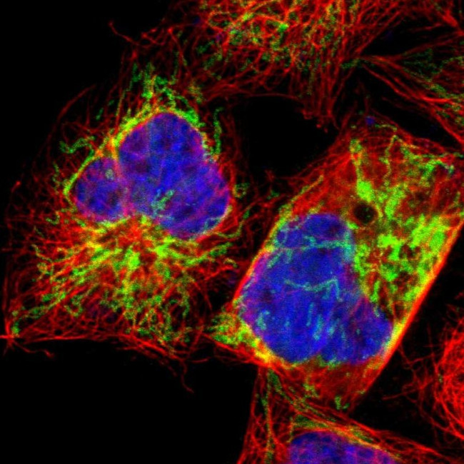 EXD2 Antibody in Immunocytochemistry (ICC/IF)