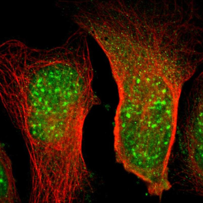 ELOA Antibody in Immunocytochemistry (ICC/IF)