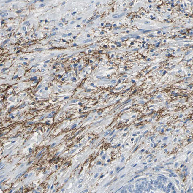 MCT2 Antibody in Immunohistochemistry (Paraffin) (IHC (P))