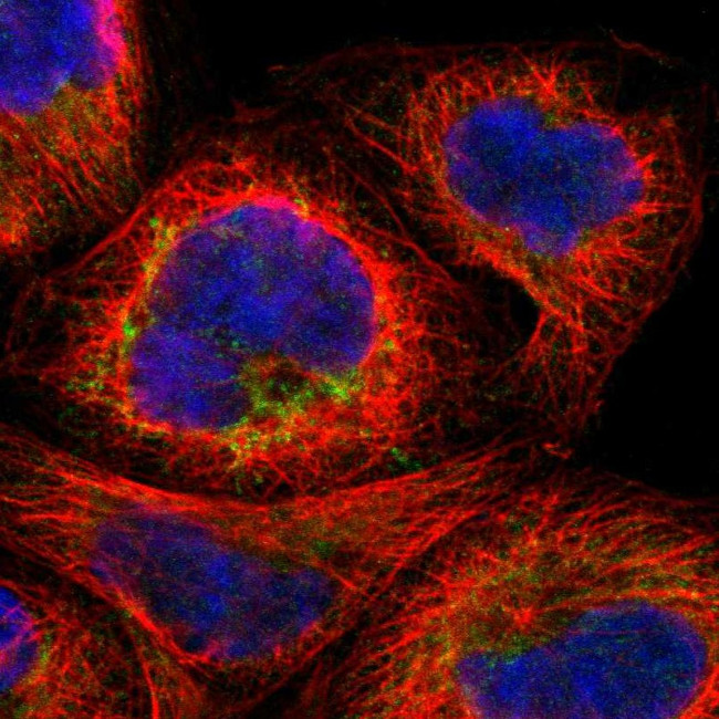 MTIF2 Antibody in Immunocytochemistry (ICC/IF)