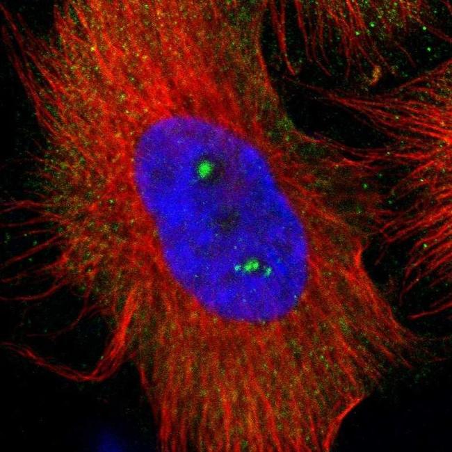 NCF2 Antibody in Immunocytochemistry (ICC/IF)