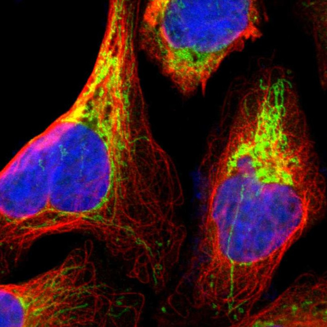 MRPS22 Antibody in Immunocytochemistry (ICC/IF)