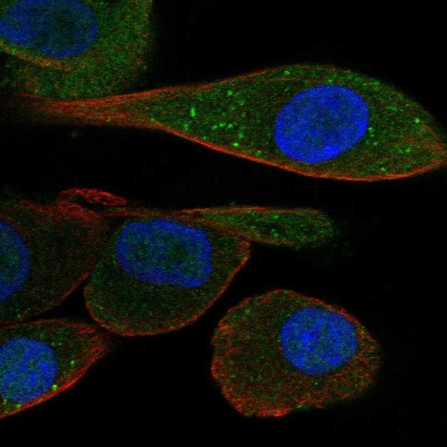 PDZK1 Antibody in Immunocytochemistry (ICC/IF)