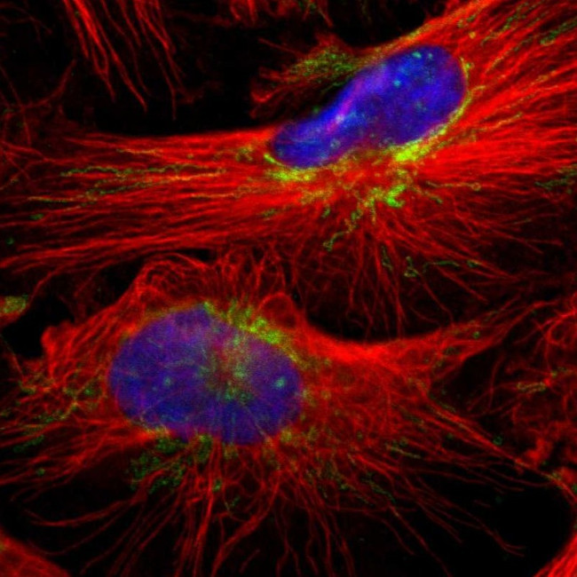 MRPL40 Antibody in Immunocytochemistry (ICC/IF)