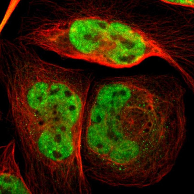 RBFOX2 Antibody in Immunocytochemistry (ICC/IF)