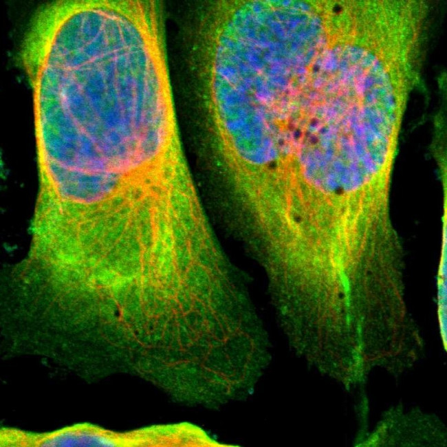 DDAH1 Antibody in Immunocytochemistry (ICC/IF)