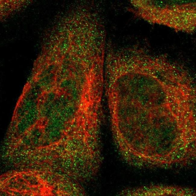 FAM213B Antibody in Immunocytochemistry (ICC/IF)