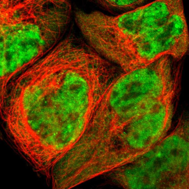 TAF7 Antibody in Immunocytochemistry (ICC/IF)