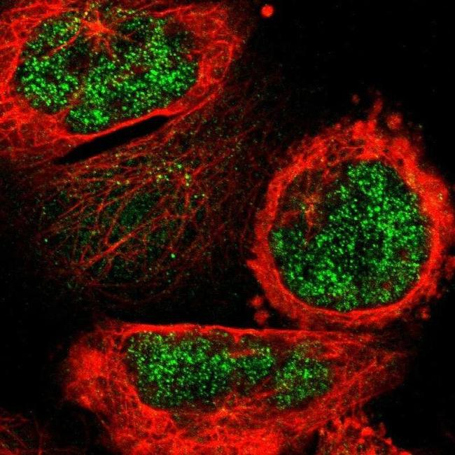 FAM189B Antibody in Immunocytochemistry (ICC/IF)