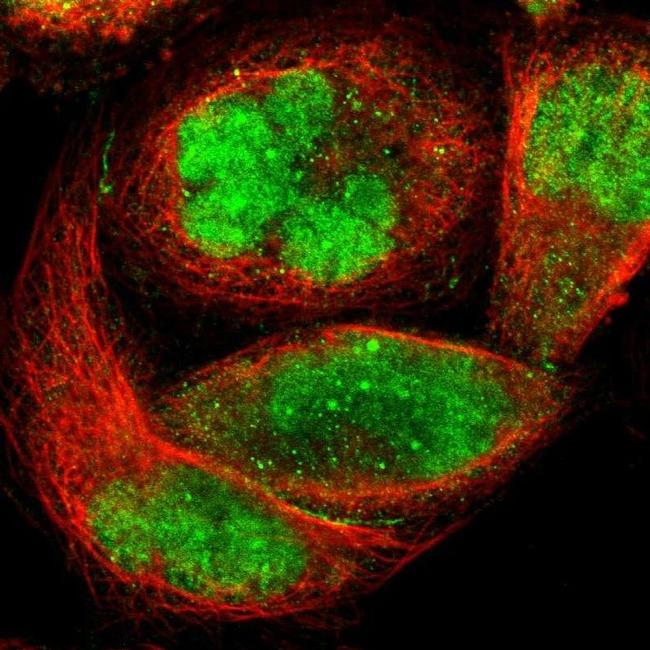 ZKSCAN1 Antibody in Immunocytochemistry (ICC/IF)