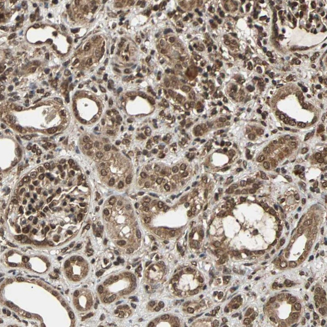 USP42 Antibody in Immunohistochemistry (Paraffin) (IHC (P))