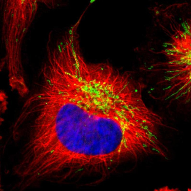 PITRM1 Antibody in Immunocytochemistry (ICC/IF)