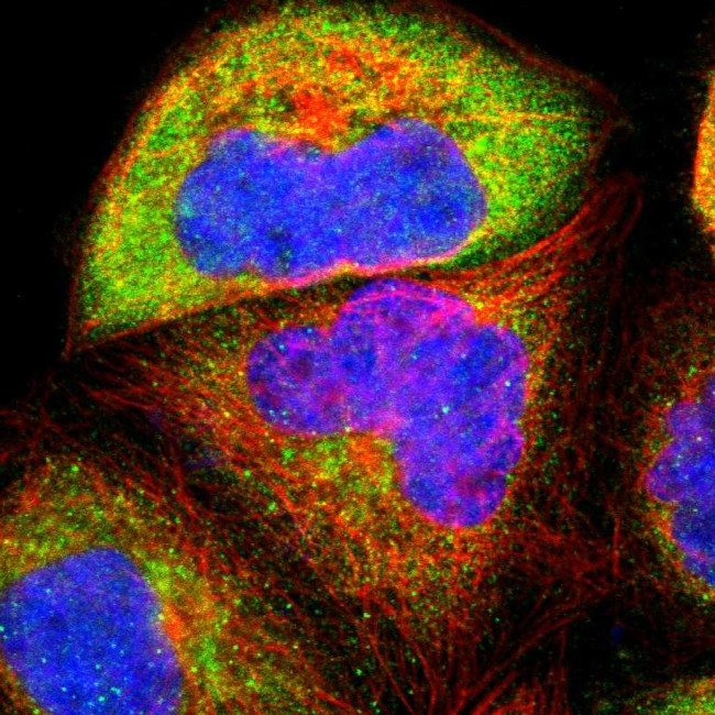 USP31 Antibody in Immunocytochemistry (ICC/IF)