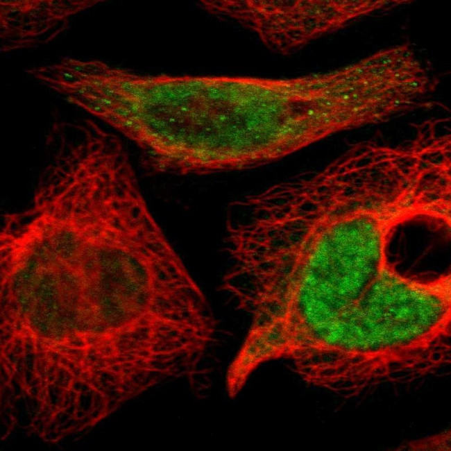 KANSL1 Antibody in Immunocytochemistry (ICC/IF)