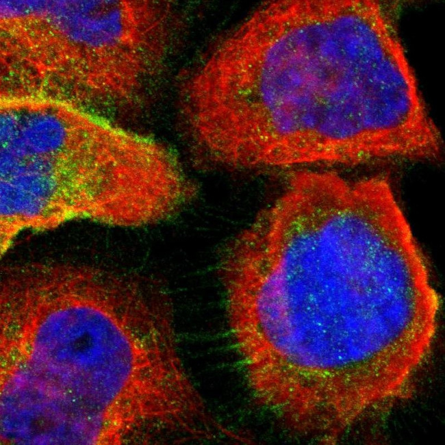 LSR Antibody in Immunocytochemistry (ICC/IF)