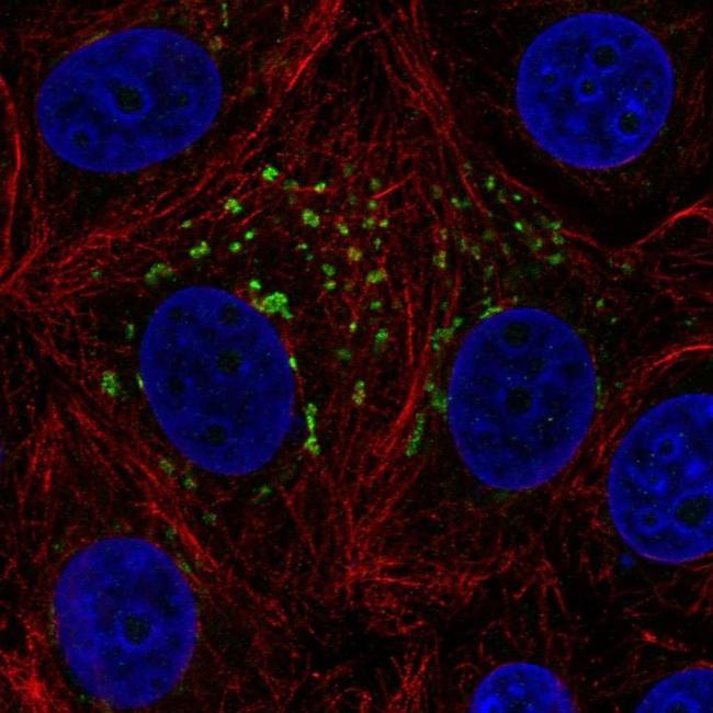 MGAT4A Antibody in Immunocytochemistry (ICC/IF)