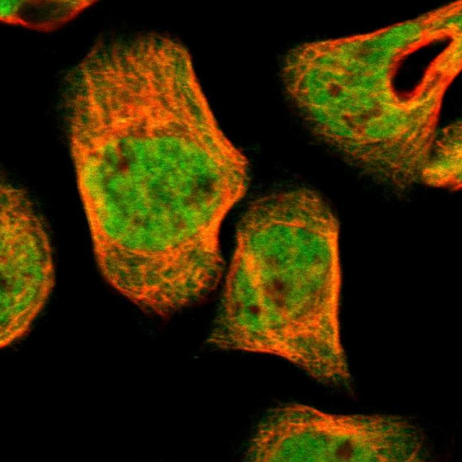 UBE2Z Antibody in Immunocytochemistry (ICC/IF)